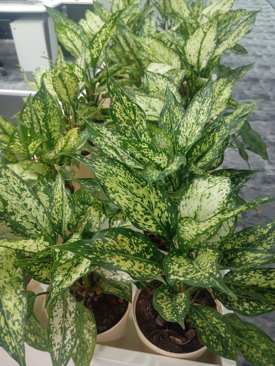 Plant available on rent in Pune