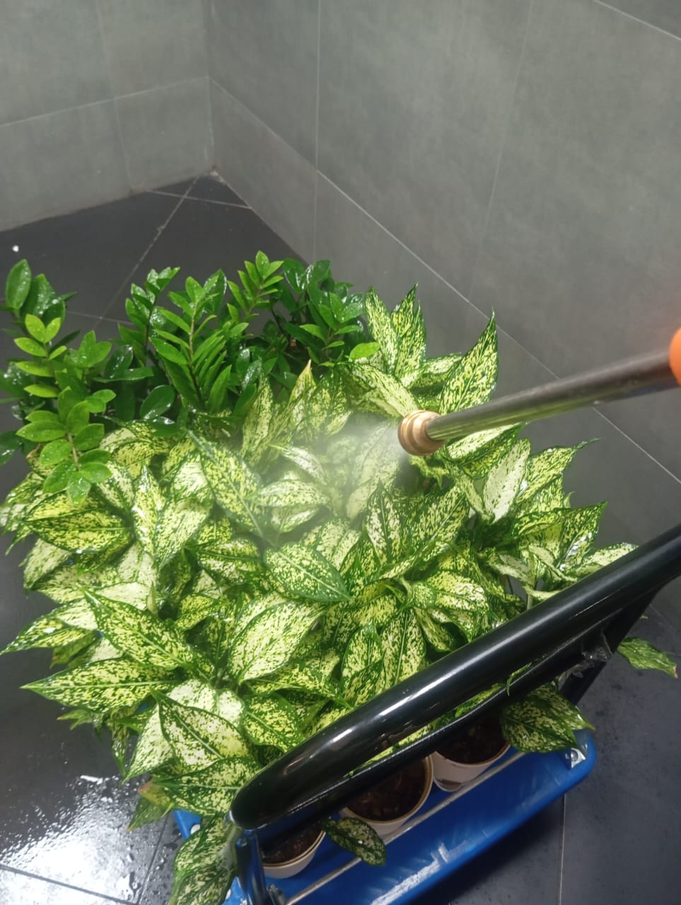 Plant available on rent in Pune