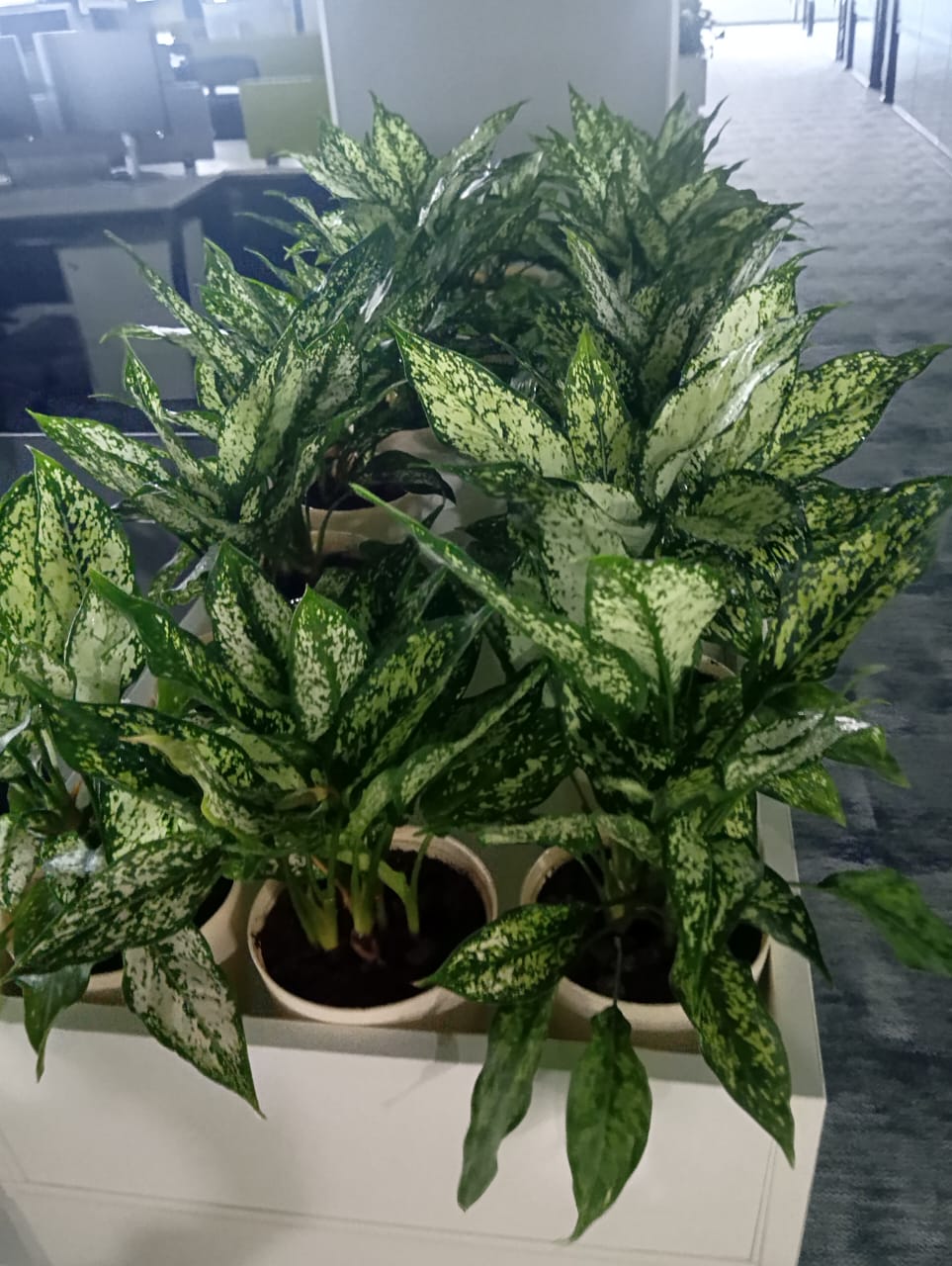 Plant available on rent in Pune