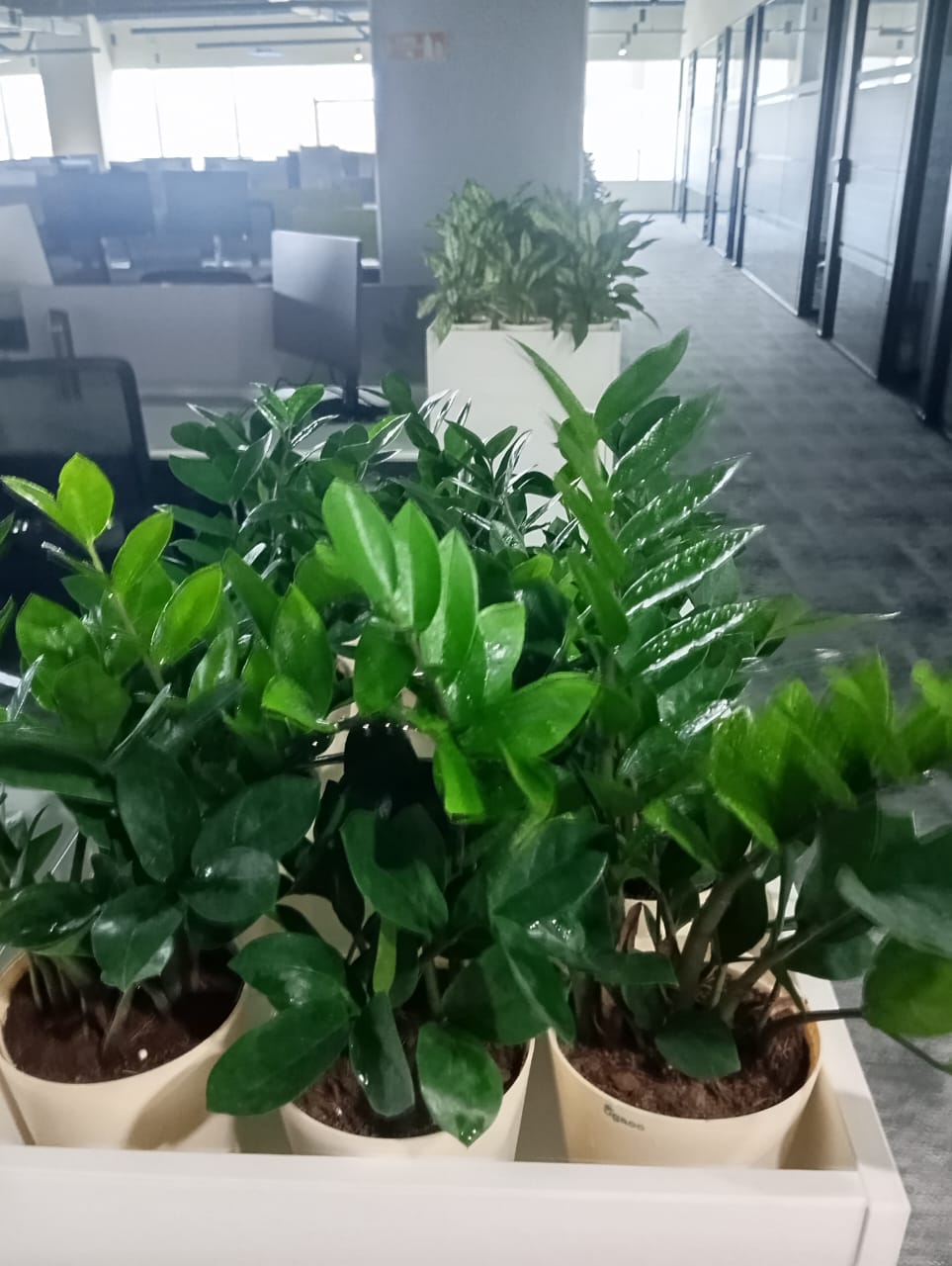 Plant available on rent in Pune
