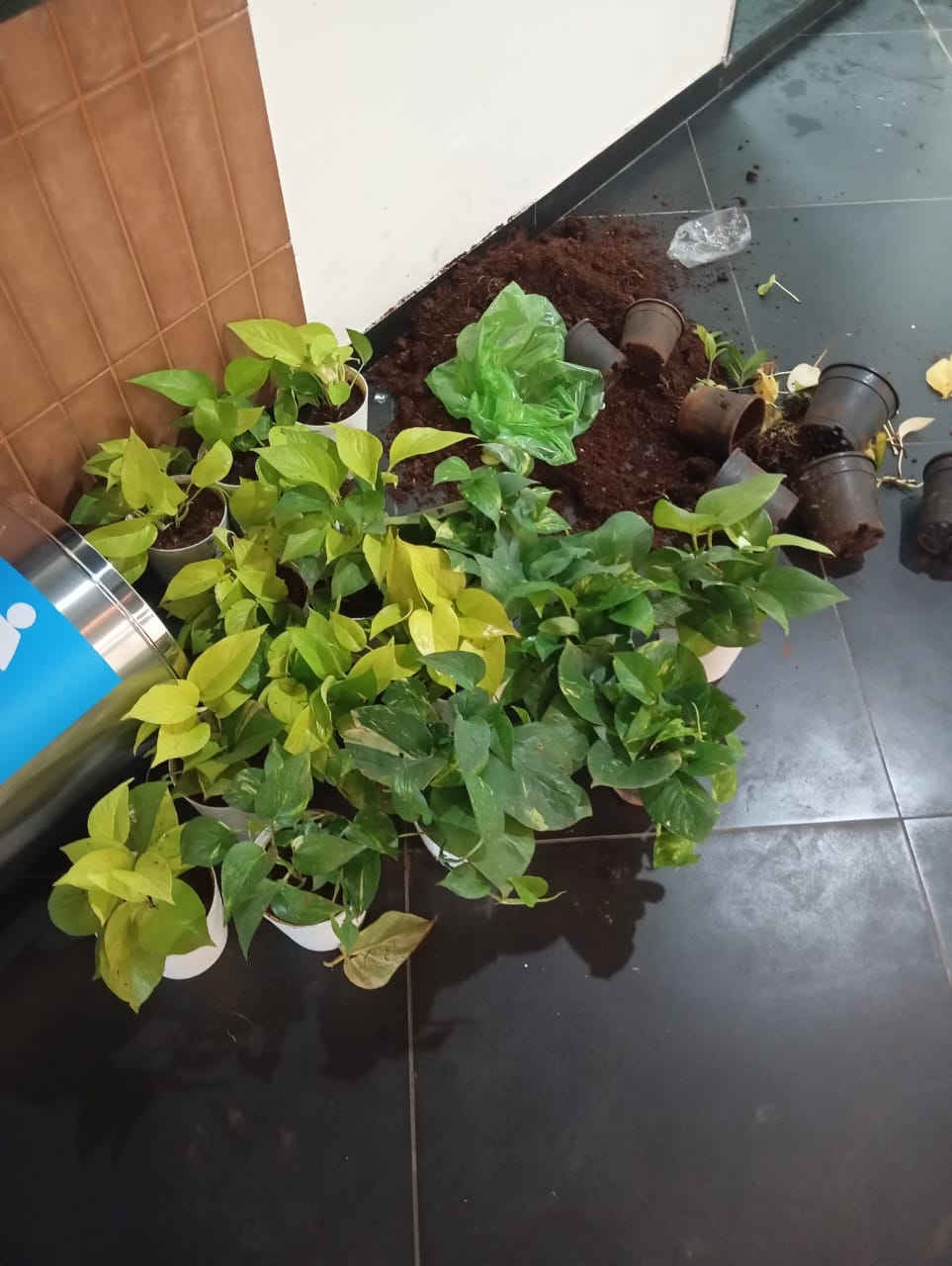 Plant available on rent in Pune