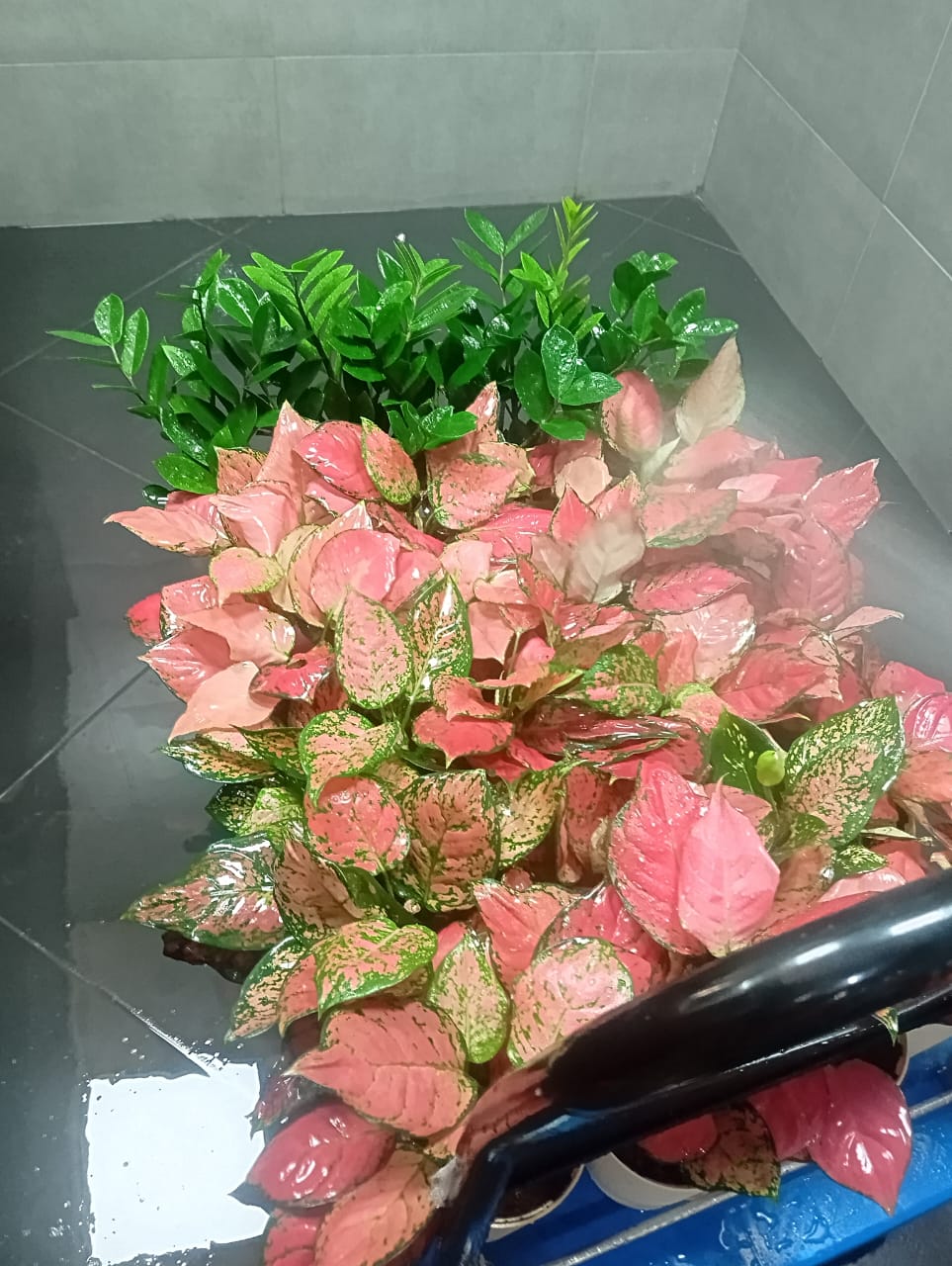 Plant available on rent in Pune