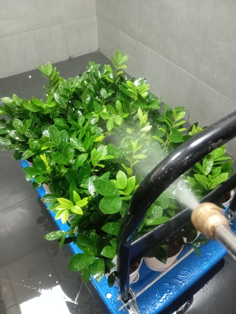 Plant available on rent in Pune