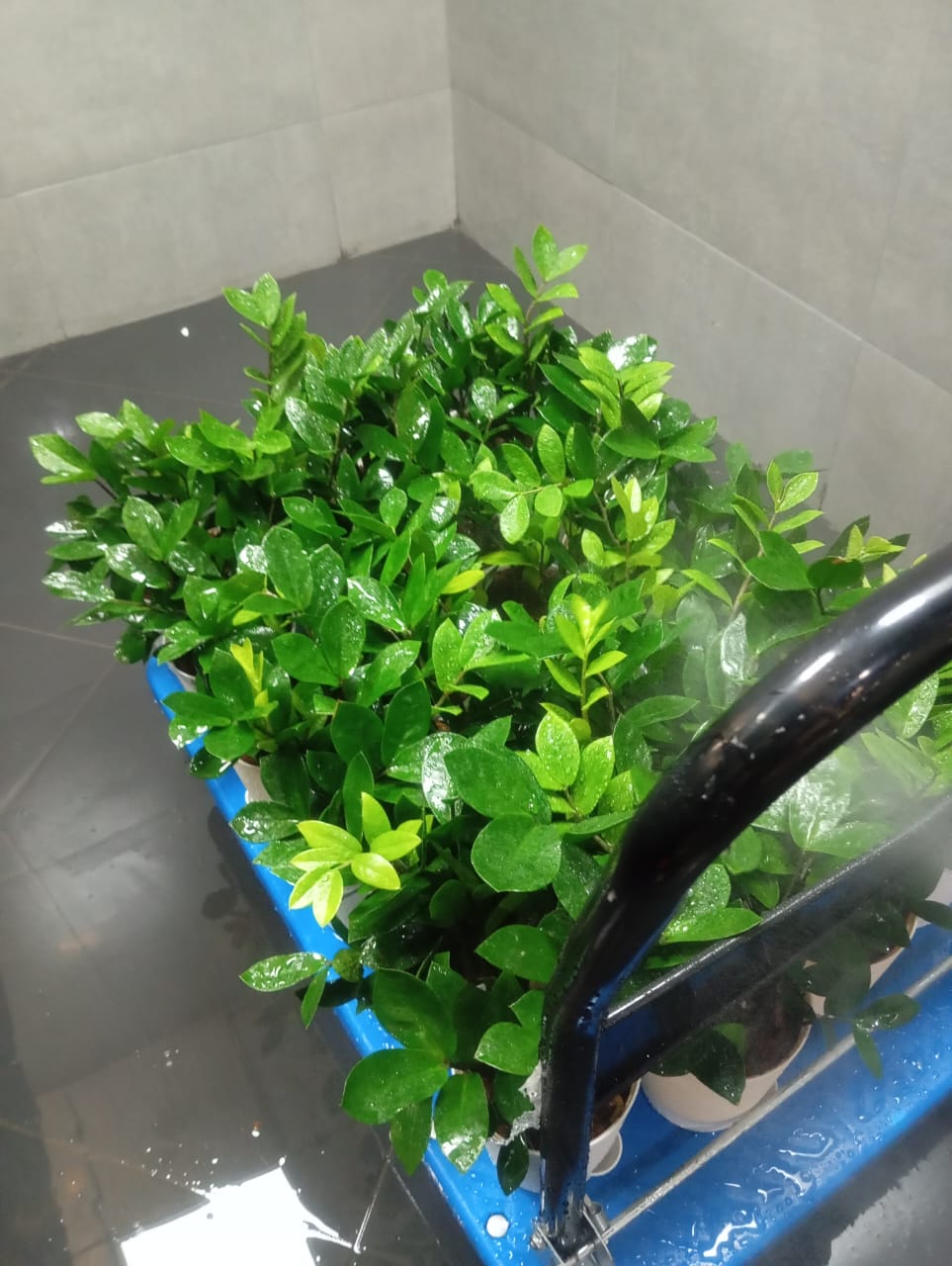 Plant available on rent in Pune