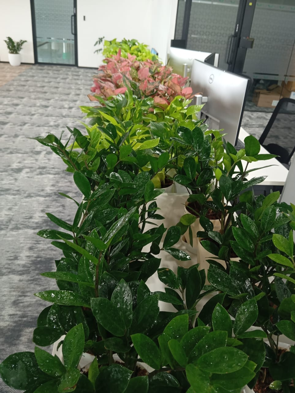 Plant available on rent in Pune