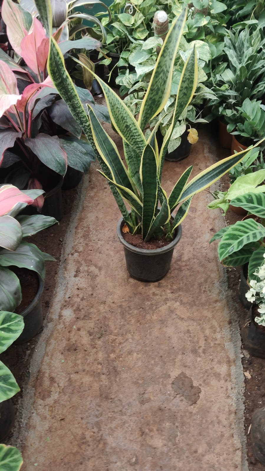 Plant available on rent in Pune