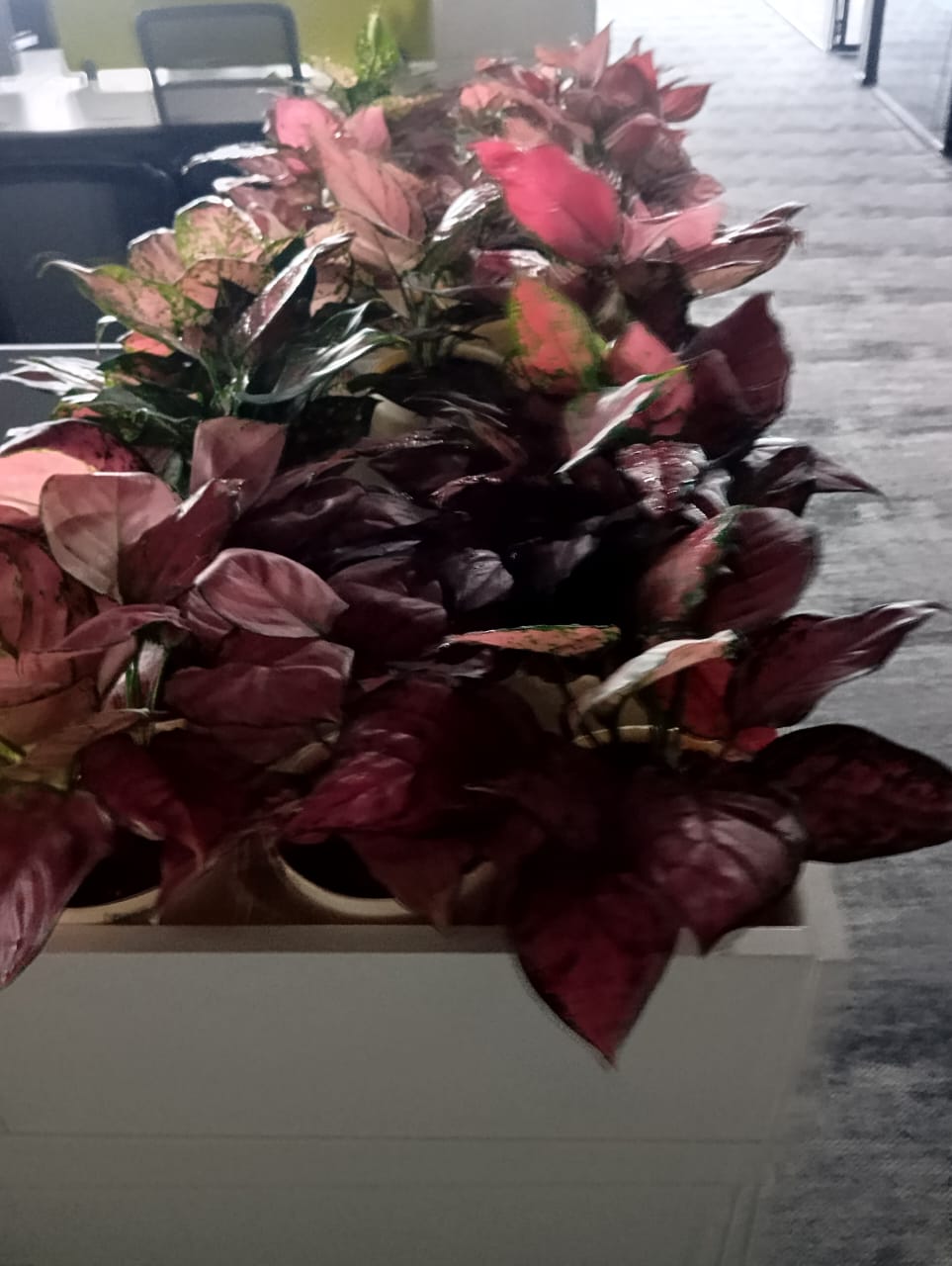 Plant available on rent in Pune