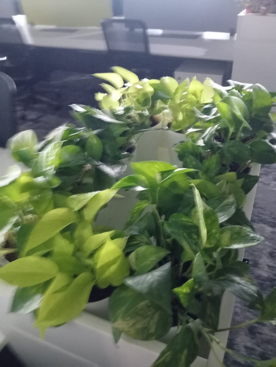 Plant available on rent in Pune