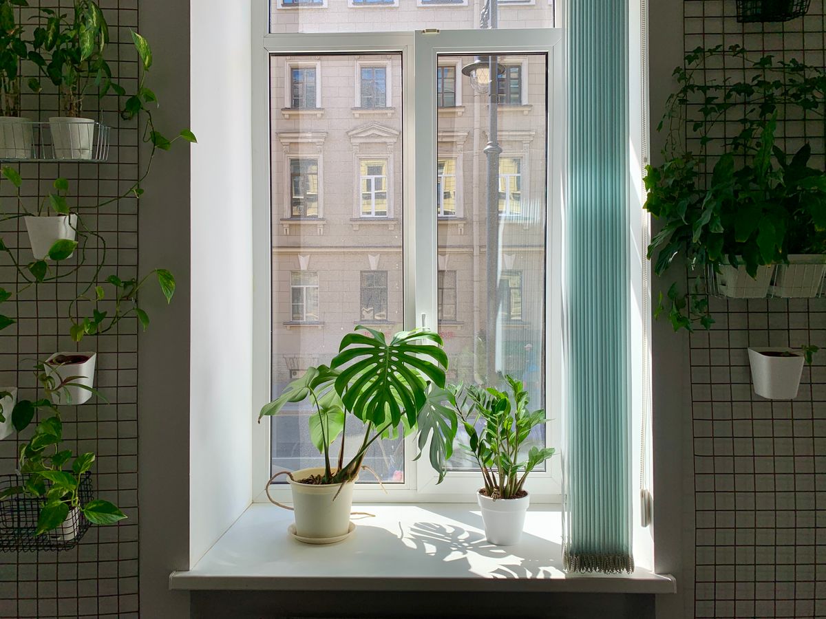 Plants on rent for studios & retail spaces in Pune