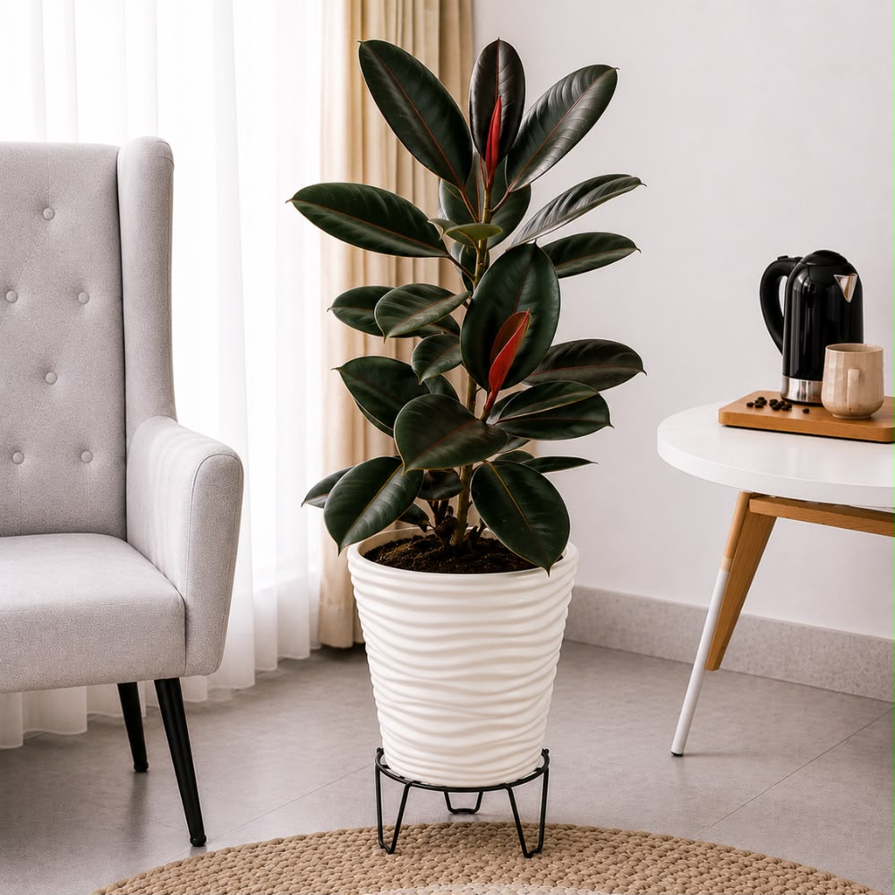 Rubber plant in a fibre planter on rent in Pune