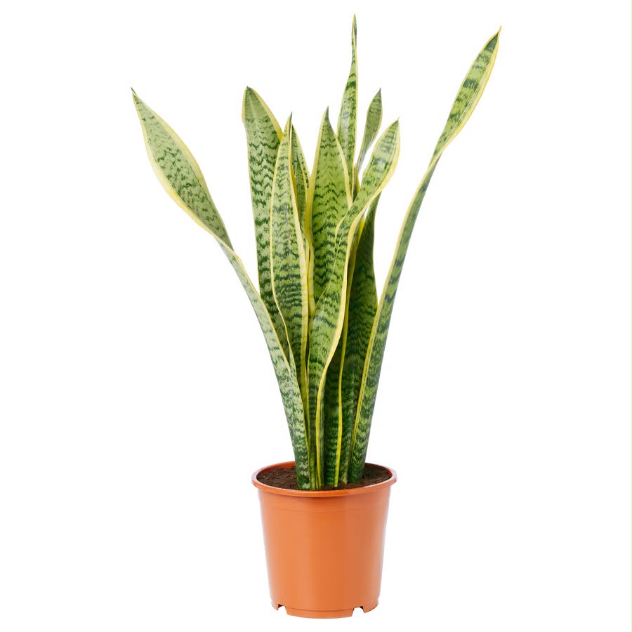Snake plant in a ceramic planter, available on rent in Pune