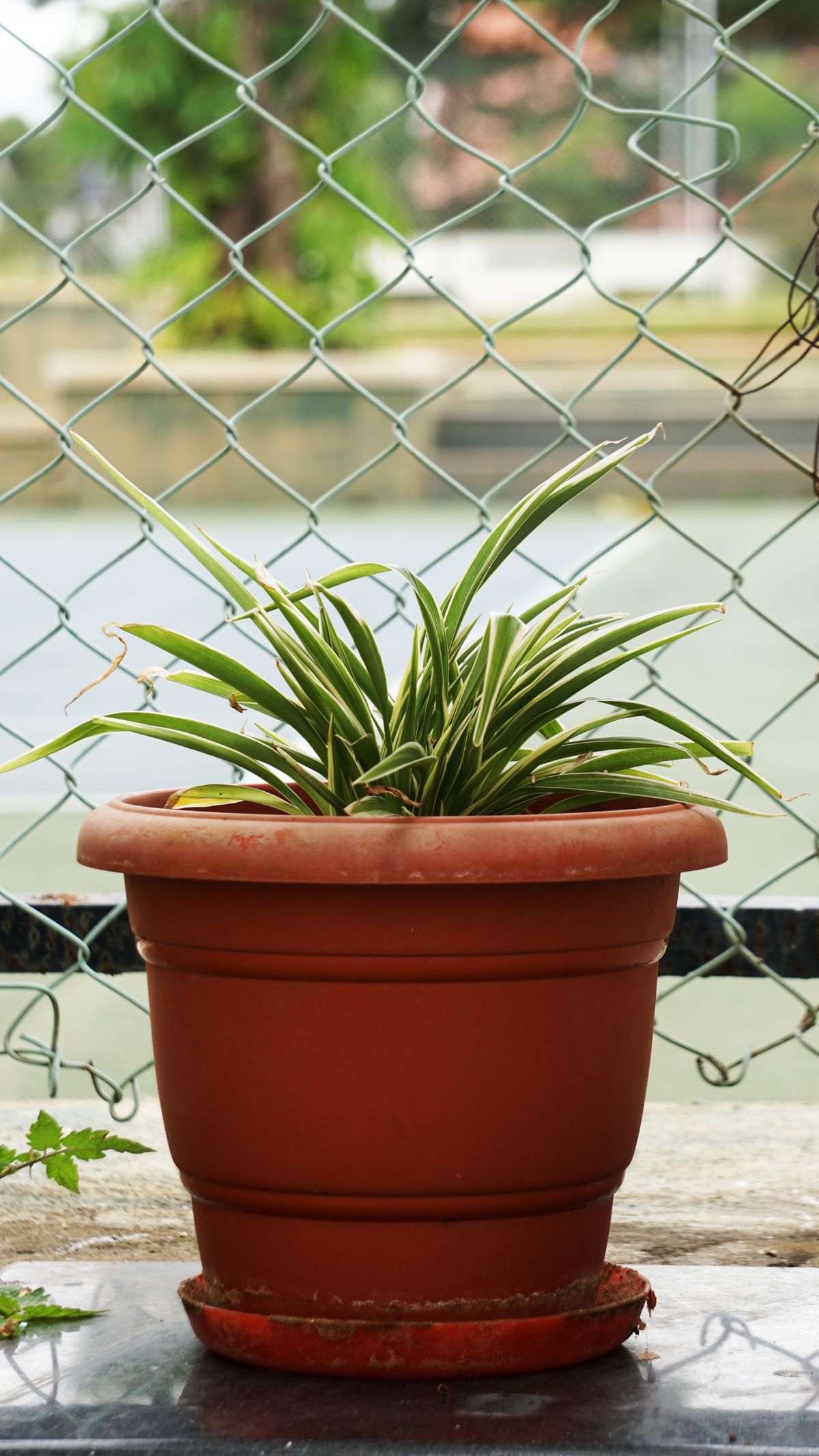 Spider Plant available on rent in Pune