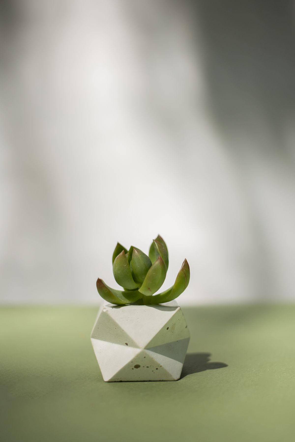 Succulent available on rent in Pune