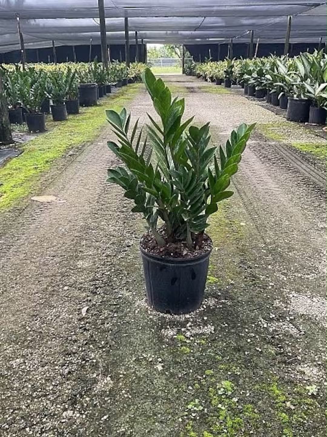 ZZ plant for low-light office cabins, Pune plant rental
